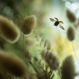 Marienkäfer zwischen Samtgras