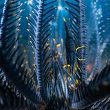 Seelilie und Garnele