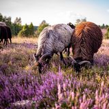 Ein Besuch hier fühlt sich an, als fiele man aus der Zeit: Blühende Landschaften bis zum Horizont, blökende Heidschnucken, historische Höfe – und kein Auto weit und breit. Die Lüneburger Heide ist eines der ältesten und größten Naturschutzgebiete Deutschlands.  Am besten lässt sich die Landschaft zu Fuß, mit dem Fahrrad oder per Pferdekutsche erkunden. Die sanften, sandigen Wege sind wie gemacht für langsames Reisen durch die weite Heidelandschaft. Als schönste mehrtägige Wanderung gilt der 223 Kilometer lange Heidschnuckenweg, der in 13 Etappen von Hamburg nach Celle führt.  Im August und September ist Hochsaison: Dann strömen Besucher aus ganz Deutschland in die umliegenden Orte, um das violette Blütenmeer zu erleben. Doch auch im Frühjahr lohnt sich der Weg in dieses Naturparadies – nicht zuletzt, weil es dann ruhiger ist. Zu bestaunen gibt es dann die eindrucksvolle Rückkehr der Zugvögel, die Wollgrasblüte in den Mooren und die ersten verspielten Heidschnuckenlämmer auf den frischen Grasflächen.