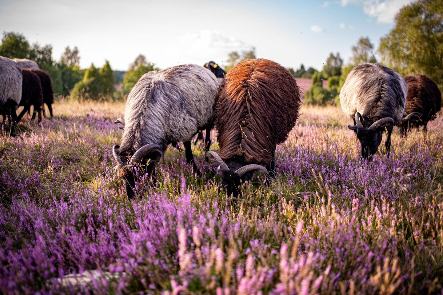 Ein Besuch hier fühlt sich an, als fiele man aus der Zeit: Blühende Landschaften bis zum Horizont, blökende Heidschnucken, historische Höfe – und kein Auto weit und breit. Die Lüneburger Heide ist eines der ältesten und größten Naturschutzgebiete Deutschlands.  Am besten lässt sich die Landschaft zu Fuß, mit dem Fahrrad oder per Pferdekutsche erkunden. Die sanften, sandigen Wege sind wie gemacht für langsames Reisen durch die weite Heidelandschaft. Als schönste mehrtägige Wanderung gilt der 223 Kilometer lange Heidschnuckenweg, der in 13 Etappen von Hamburg nach Celle führt.  Im August und September ist Hochsaison: Dann strömen Besucher aus ganz Deutschland in die umliegenden Orte, um das violette Blütenmeer zu erleben. Doch auch im Frühjahr lohnt sich der Weg in dieses Naturparadies – nicht zuletzt, weil es dann ruhiger ist. Zu bestaunen gibt es dann die eindrucksvolle Rückkehr der Zugvögel, die Wollgrasblüte in den Mooren und die ersten verspielten Heidschnuckenlämmer auf den frischen Grasflächen.