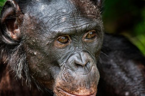 Bonobo-Affe
