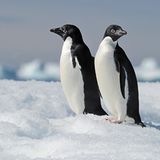 Die Geschichte der beiden Zügelpinguine Roy und Silo, die im New Yorker Central Park Zoo eine gleichgeschlechtliche Beziehung eingingen und gemeinsam ein Küken aufzogen, ging um die Welt. Doch ihr Verhalten ist keinesfalls außergewöhnlich: Homosexuelle Paare sind bei vielen Pinguinarten bekannt. Bereits 1911 beschrieb der britische Antarktisforscher George Murray Levick gleichgeschlechtliches Verhalten bei Adeliepinguinen, sein Bericht wurde jedoch als zu anstößig eingestuft und unter Verschluss gehalten.