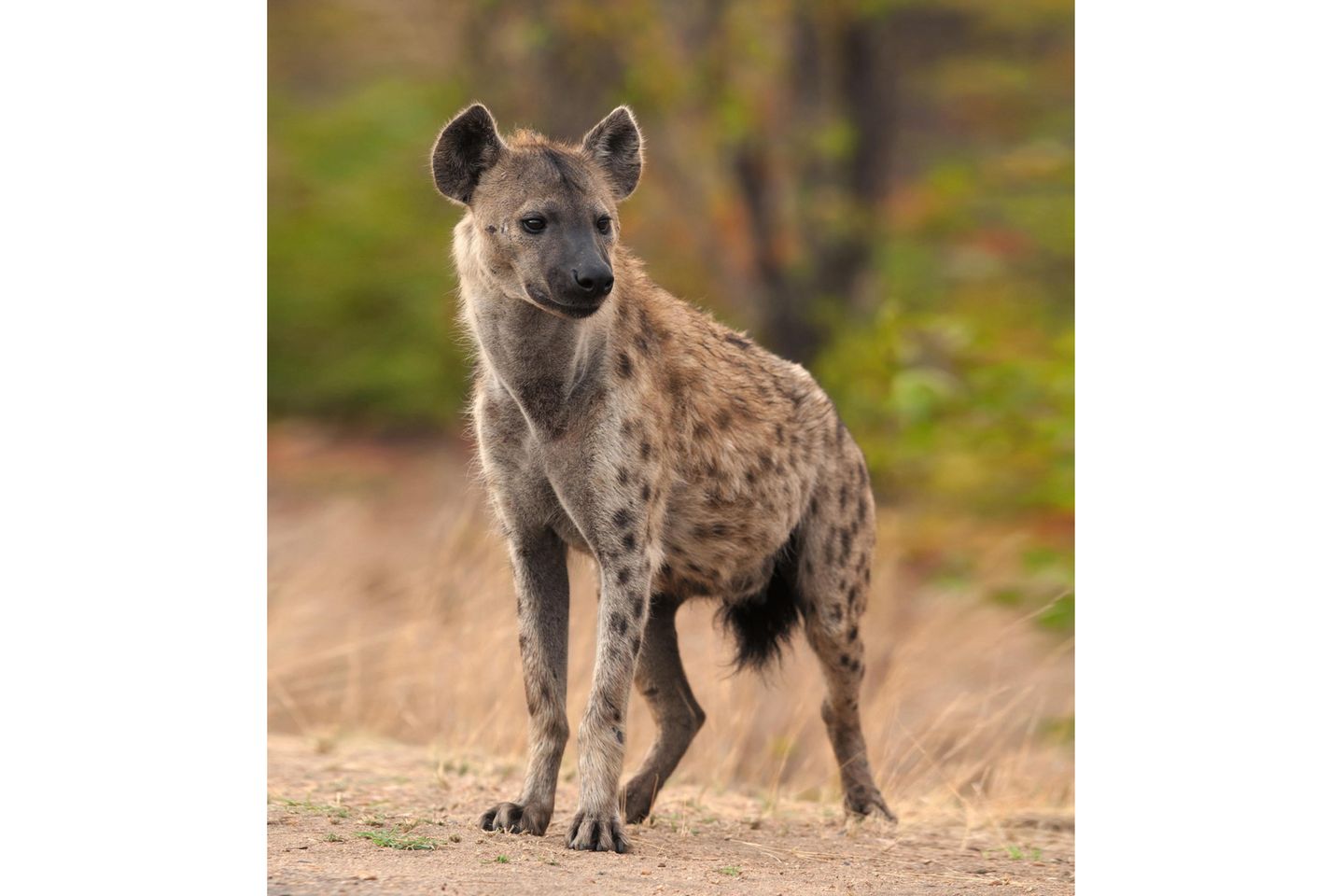 Über die Genitalien der in Ostafrika heimischen Tüpfelhyäne (Crocuta crocuta) wird seit Jahrhunderten diskutiert. Die verlängerte Klitoris der Weibchen – ein Pseudopenis – ähnelt äußerlich stark dem Penis der Männchen. Über sie lassen die Weibchen Urin ab, paaren sich und gebären ihren Nachwuchs. Erektiles Gewebe gehört ebenfalls zur genitalen Mimikry: Die Weibchen können genauso wie ihre männlichen Artgenossen eine Erektion haben. Tüpfelhyänen leben in matriarchalen Clans. Für die Paarung muss sich ein Männchen dem Weibchen unterwerfen.