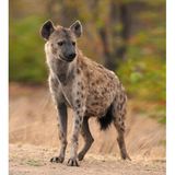 Über die Genitalien der in Ostafrika heimischen Tüpfelhyäne (Crocuta crocuta) wird seit Jahrhunderten diskutiert. Die verlängerte Klitoris der Weibchen – ein Pseudopenis – ähnelt äußerlich stark dem Penis der Männchen. Über sie lassen die Weibchen Urin ab, paaren sich und gebären ihren Nachwuchs. Erektiles Gewebe gehört ebenfalls zur genitalen Mimikry: Die Weibchen können genauso wie ihre männlichen Artgenossen eine Erektion haben. Tüpfelhyänen leben in matriarchalen Clans. Für die Paarung muss sich ein Männchen dem Weibchen unterwerfen.