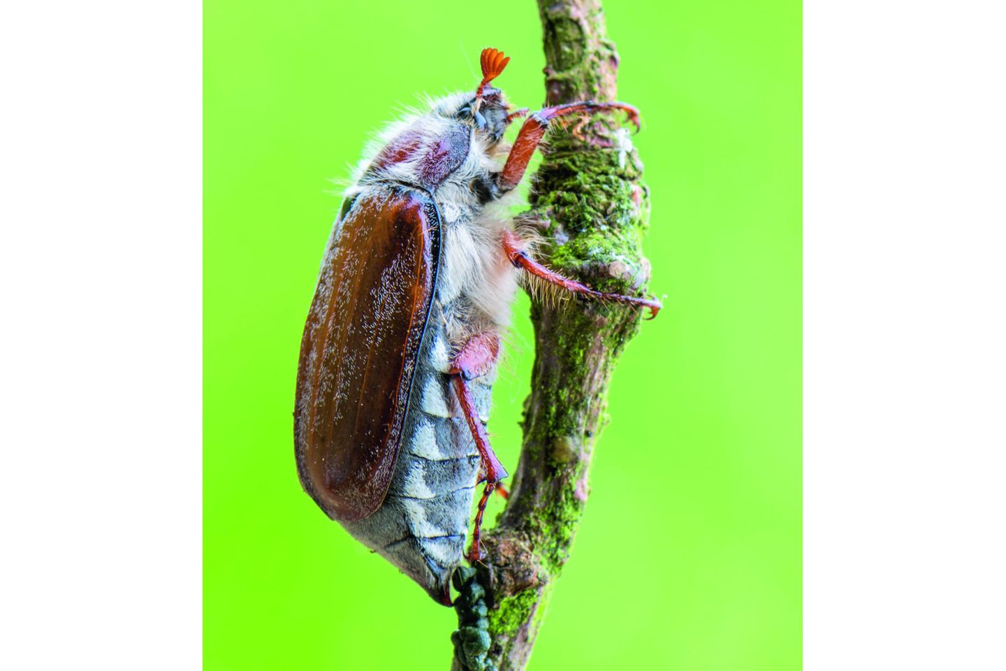 Als der französische Insektenforscher Henri Gadeau de Kerviell 1896 einen Vortrag über die "sexuelle Perversion" bei Käfern hielt, sorgte er für Aufsehen. Im Zentrum der Debatte standen Feldmaikäfer, bei denen 1834 erstmals gleichgeschlechtliche Paarungen beschrieben worden waren. Gadeau widersprach der damals gängigen Deutung, homosexuelles Verhalten diene ausschließlich der Dominanz: Manche männlichen Käfer, so seine Auffassung, suchten gezielt die Nähe gleichgeschlechtlicher Partner.