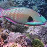 Männchen und Weibchen der Papageienfische unterscheiden sich oft deutlich: Die Männchen schillern in leuchtenden Pink-, Blau- und Grüntönen, während Weibchen unauffälliger gefärbt sind. Viele Arten, darunter der Masken-Papageifisch (Cetoscarus bicolos), wechseln im Laufe ihres Lebens das Geschlecht – meist vom Weibchen zum Männchen. 