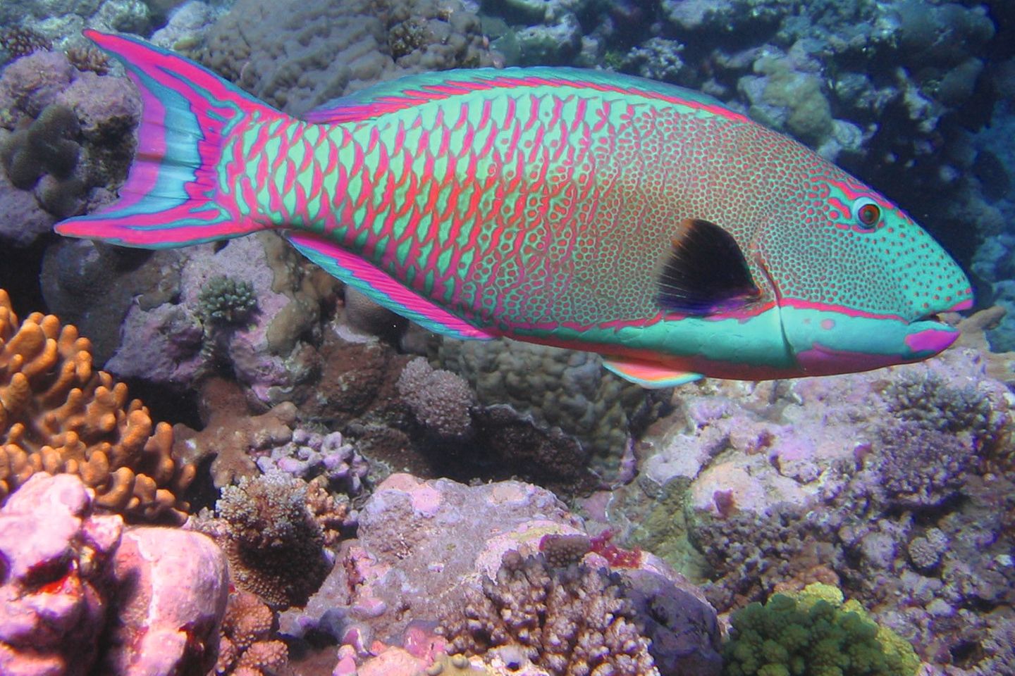 Männchen und Weibchen der Papageienfische unterscheiden sich oft deutlich: Die Männchen schillern in leuchtenden Pink-, Blau- und Grüntönen, während Weibchen unauffälliger gefärbt sind. Viele Arten, darunter der Masken-Papageifisch (Cetoscarus bicolos), wechseln im Laufe ihres Lebens das Geschlecht – meist vom Weibchen zum Männchen. 