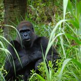 Bei allen Arten der Großen Menschenaffen – Orang-Utans, Gorillas, Schimpansen, Bonobos und Menschen – sowie bei vielen Gibbonarten lässt sich queeres Verhalten beobachten. Junge Gorillamännchen leben häufig in Junggesellengruppen, in denen sie ein komplexes Netzwerk homosexueller Beziehungen eingehen; manche bleiben monogam, andere haben zahlreiche Partner. Auch Gorillaweibchen haben innerhalb ihrer Familientrupps regelmäßig sexuellen Kontakt zu verschiedenen Individuen.