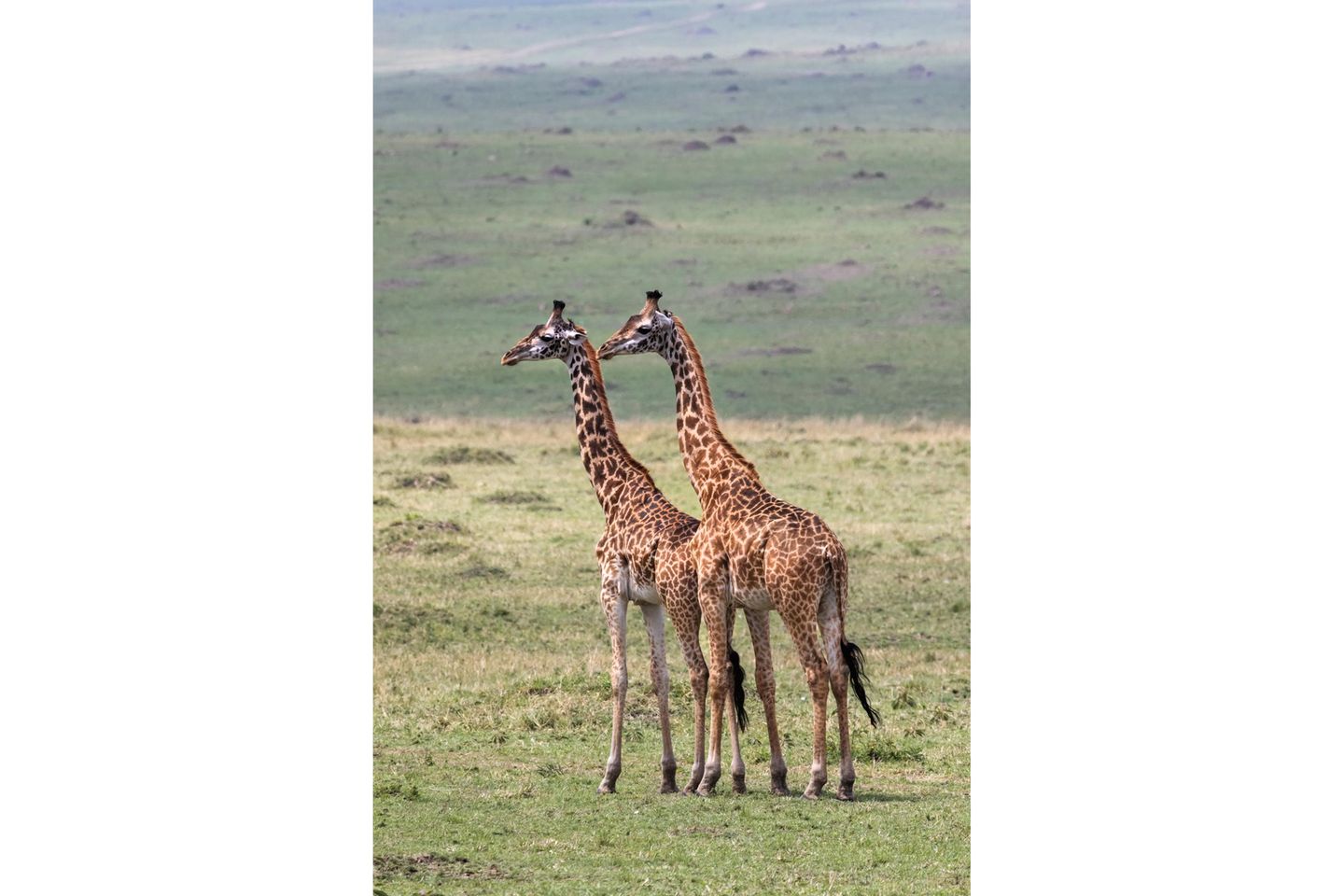 1956 dokumentierte die kanadische Zoologin Anne Innis Dagg im Kruger-Nationalpark in Südafrika erstmals systematisch das Verhalten freilebender Giraffen. Sie stellte fest, dass in einigen Populationen mehr als 94 Prozent aller sexuellen Interaktionen homosexueller Natur waren – meist zwischen zwei Männchen, die einen Großteil ihres Lebens in Junggesellengruppen verbringen.