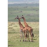 1956 dokumentierte die kanadische Zoologin Anne Innis Dagg im Kruger-Nationalpark in Südafrika erstmals systematisch das Verhalten freilebender Giraffen. Sie stellte fest, dass in einigen Populationen mehr als 94 Prozent aller sexuellen Interaktionen homosexueller Natur waren – meist zwischen zwei Männchen, die einen Großteil ihres Lebens in Junggesellengruppen verbringen.