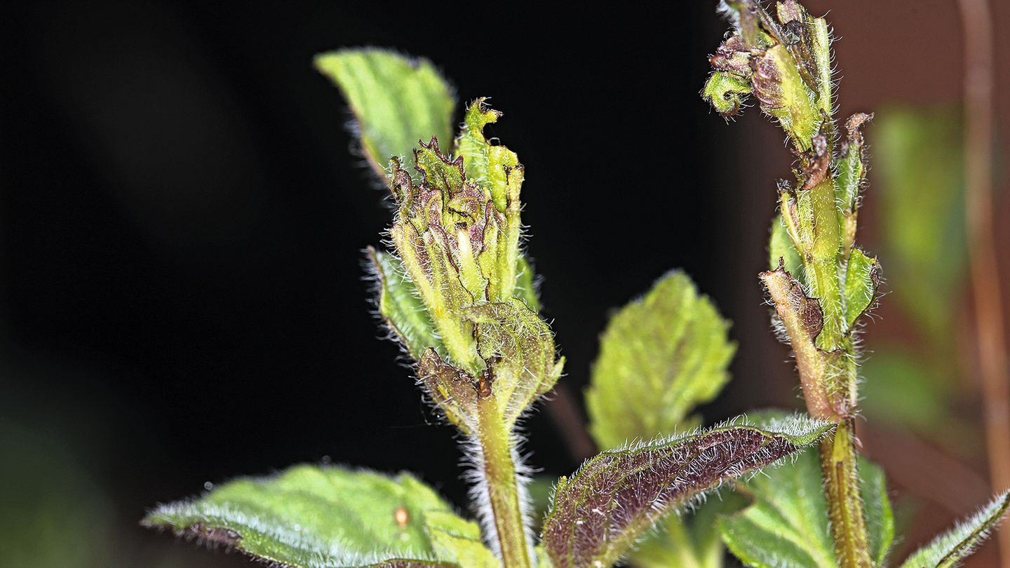 Angeknabberter Salbei