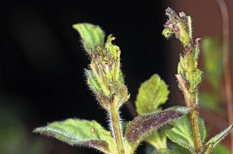 Angeknabberter Salbei