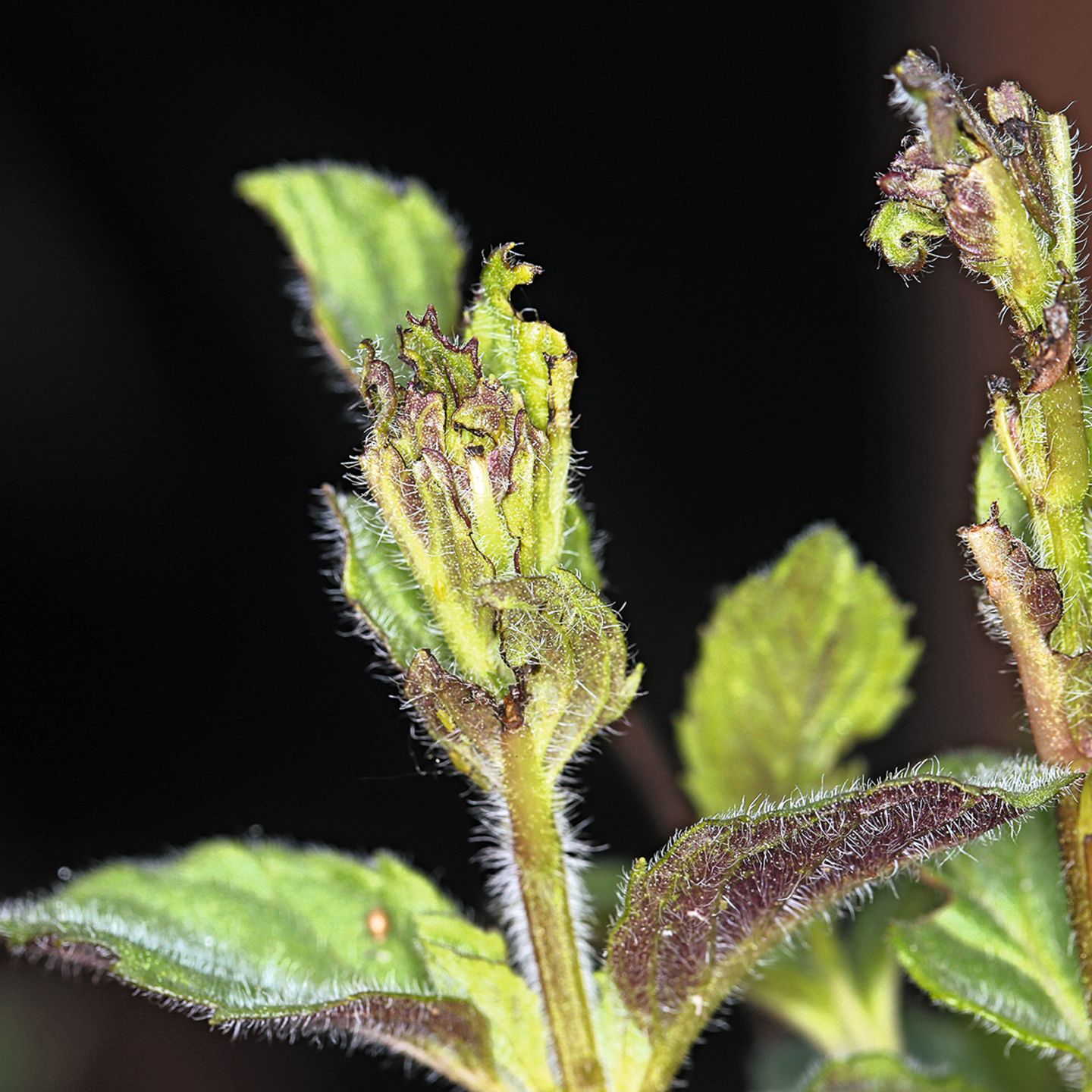 Angeknabberter Salbei