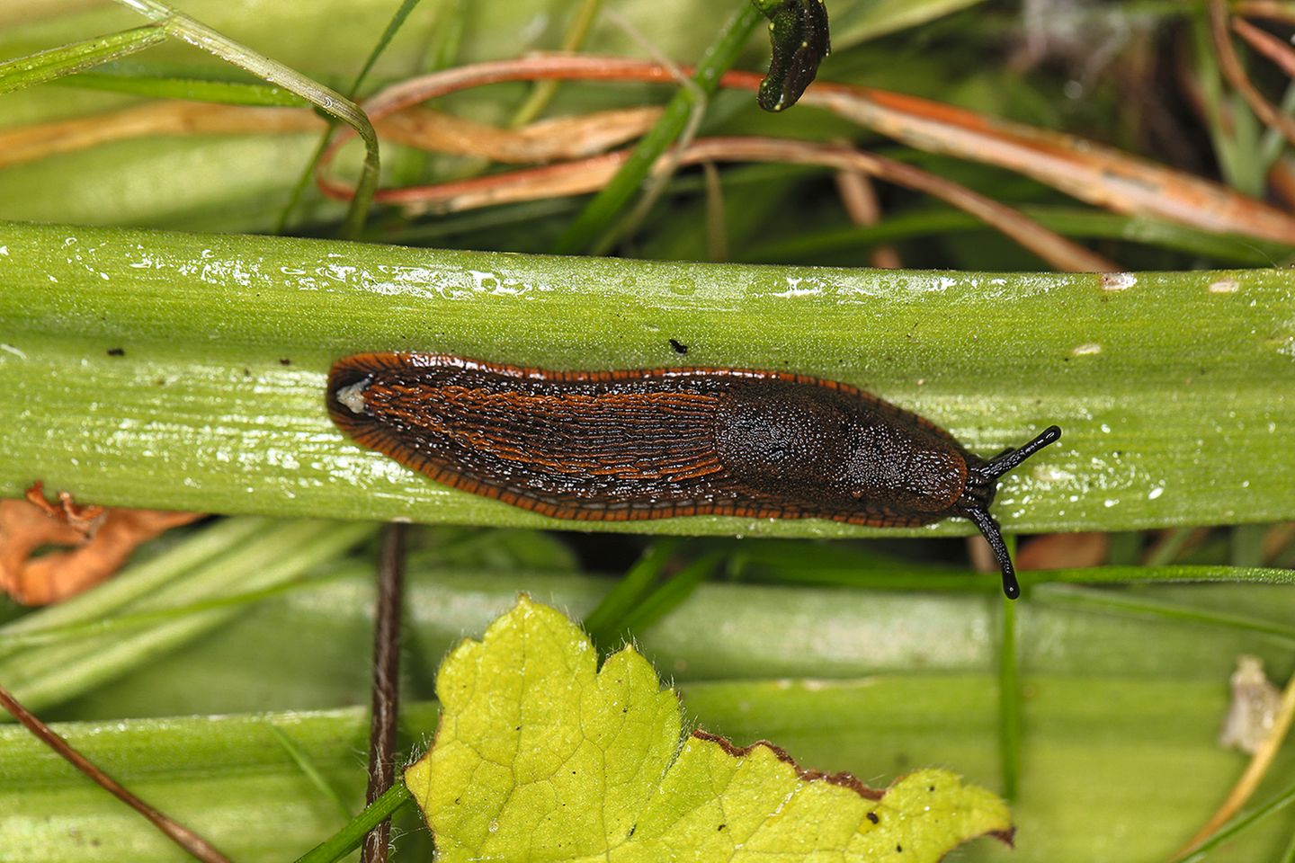 Spanische Wegschnecke auf einem Blatt