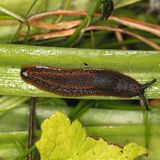 Spanische Wegschnecke auf einem Blatt