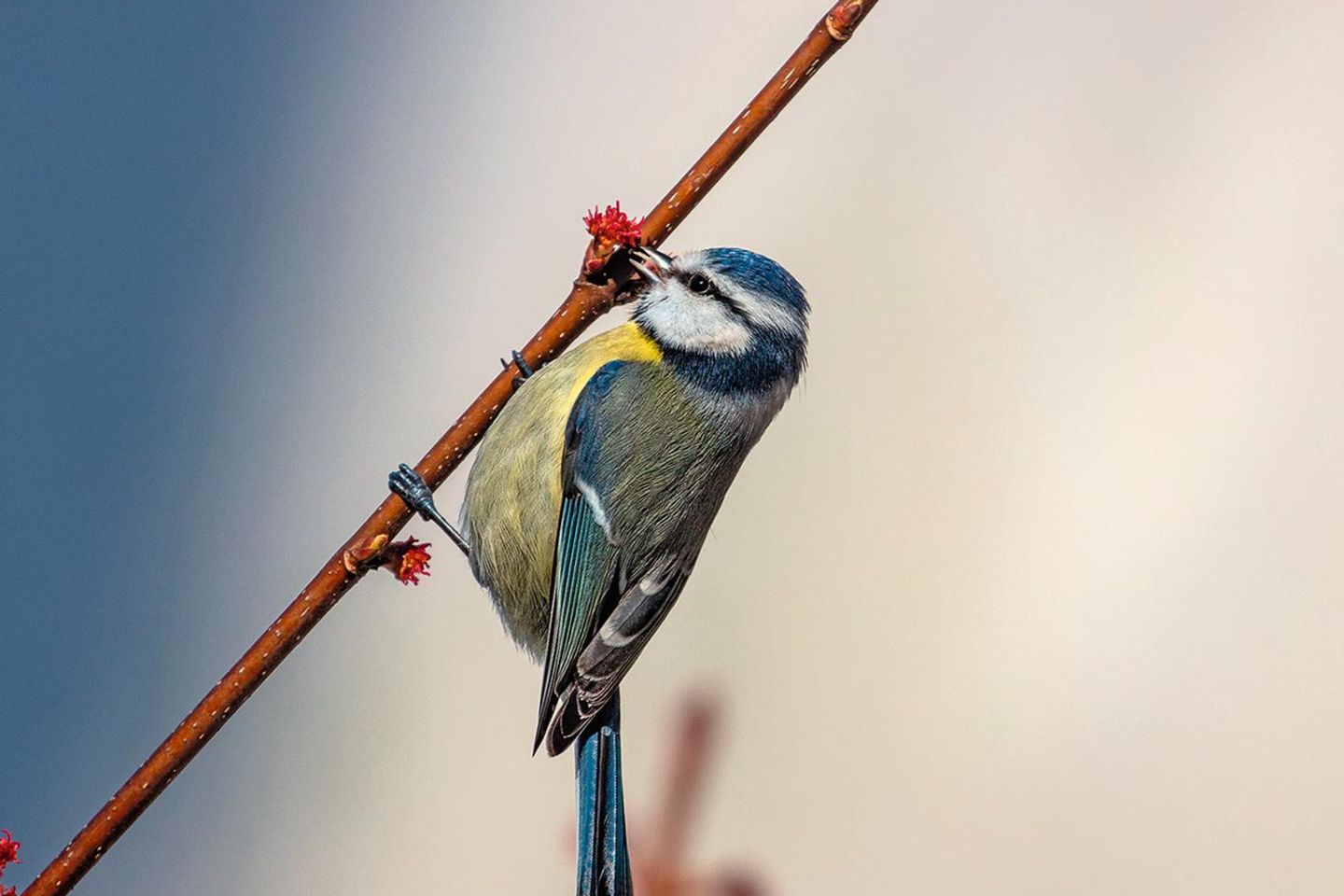 Blaumeise an einem Ast