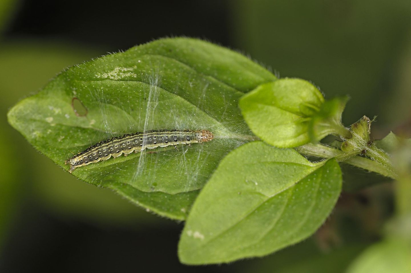 Raupe auf einem Blatt
