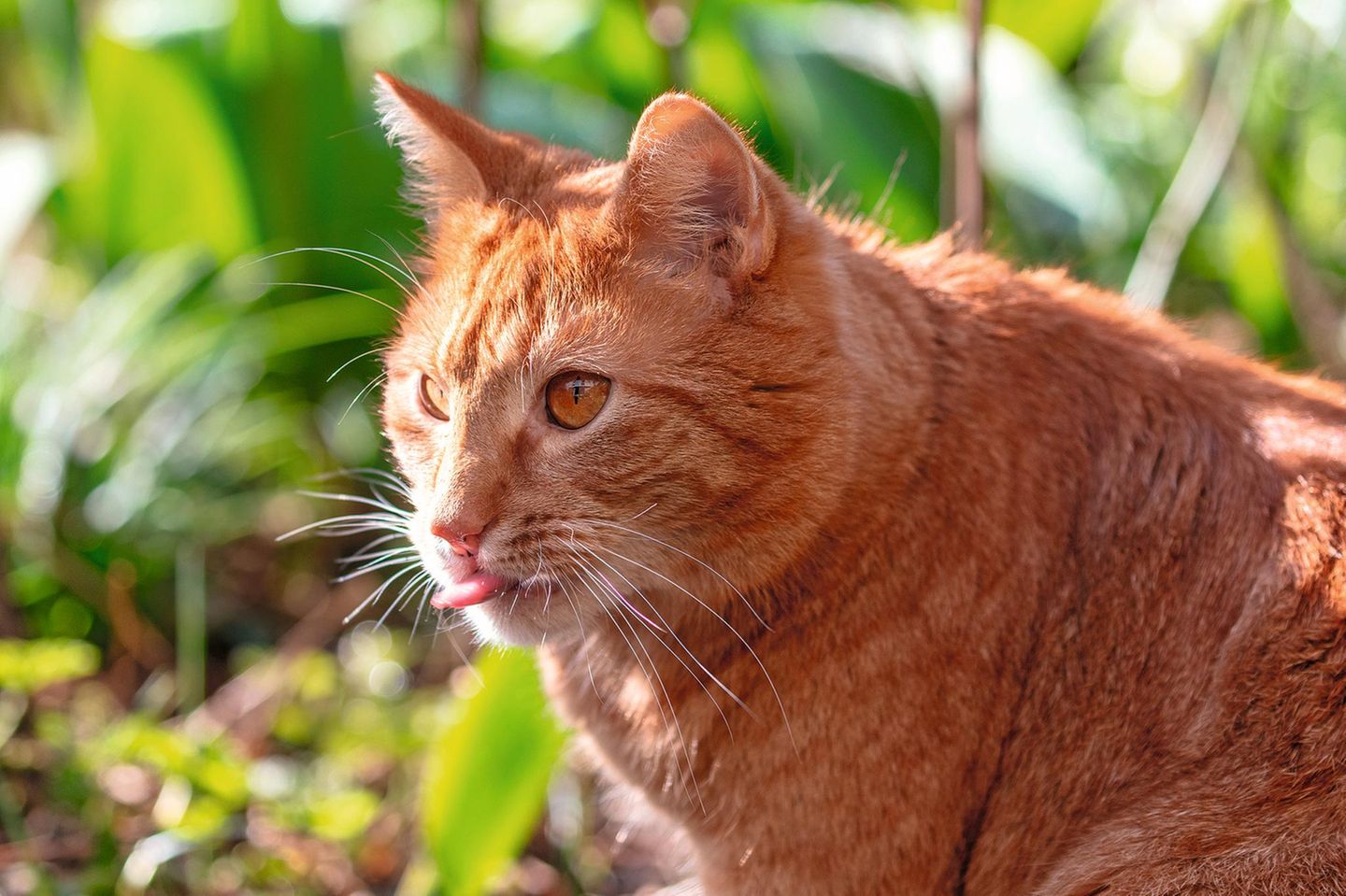 Rote Katze streck die Zunge raus