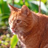 Rote Katze streck die Zunge raus