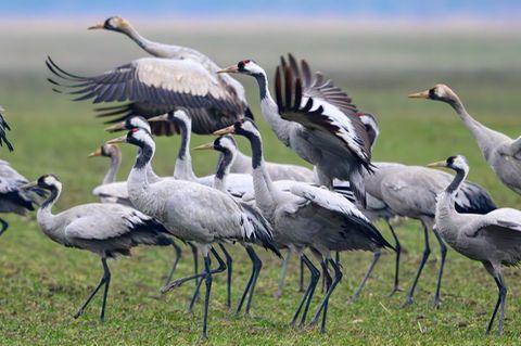 Kraniche stehen Anfang Februar auf einem Feld in Brandenburg Foto: Patrick Pleul/dpa