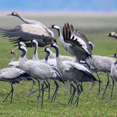 Kraniche stehen Anfang Februar auf einem Feld in Brandenburg Foto: Patrick Pleul/dpa