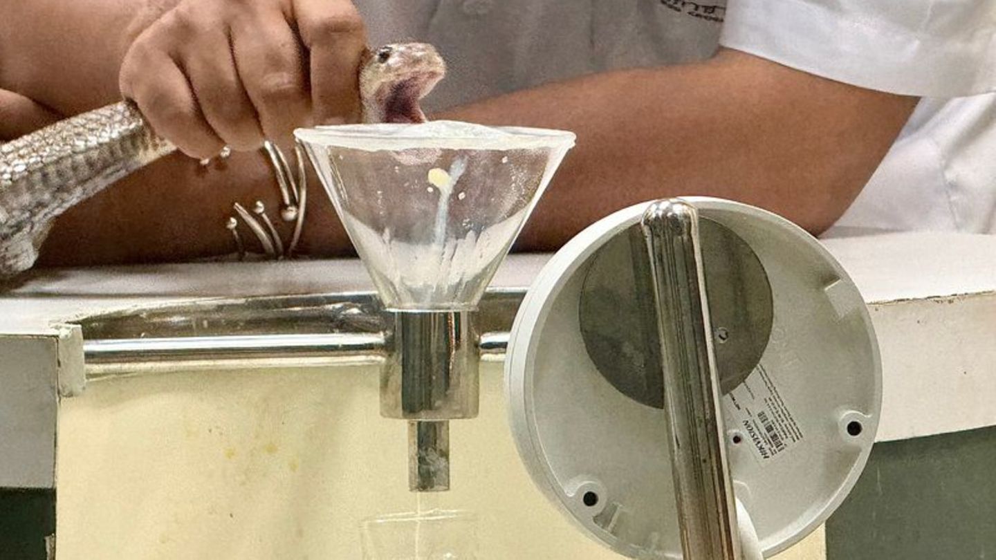 In der Schlangenfarm in Bangkok können Besucher beobachten, wie Schlangen gemolken werden. Foto: Carola Frentzen/dpa