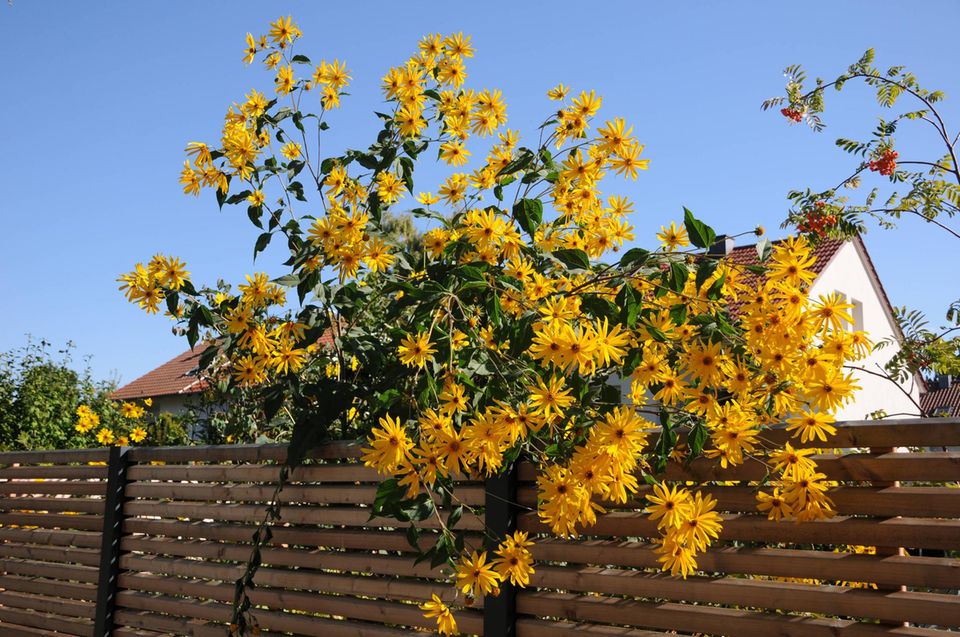 Topinamburplfanze blüht an einem Gartenzaun