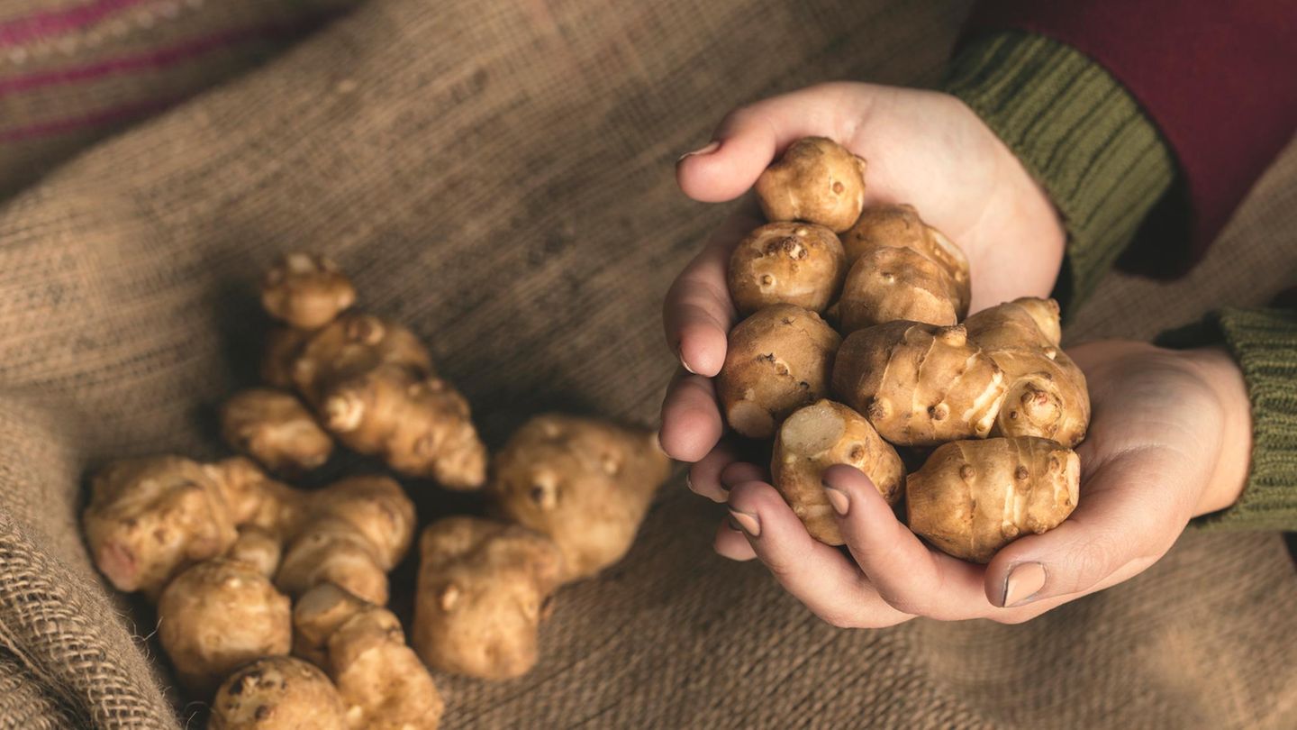 -Weltuntergangsknolle-Topinambur-Der-Geheimtipp-f-r-Selbstversorger