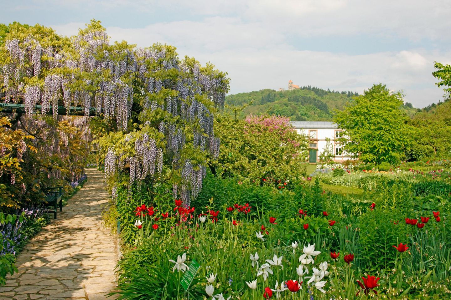 Deutschland/ Baden-Württemberg - Weinheim, Bergstraße, Hermannshof, Schau- und Sichtungsgarten, eine über 200 Jahre alte Anlage, das Wohnhaus wude um 1820 durch den Oekonom Lambert von Babo erbaut, hier der berühmte Glyzinen-Laubengang.
