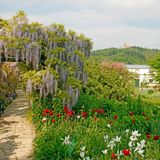 Deutschland/ Baden-Württemberg - Weinheim, Bergstraße, Hermannshof, Schau- und Sichtungsgarten, eine über 200 Jahre alte Anlage, das Wohnhaus wude um 1820 durch den Oekonom Lambert von Babo erbaut, hier der berühmte Glyzinen-Laubengang.