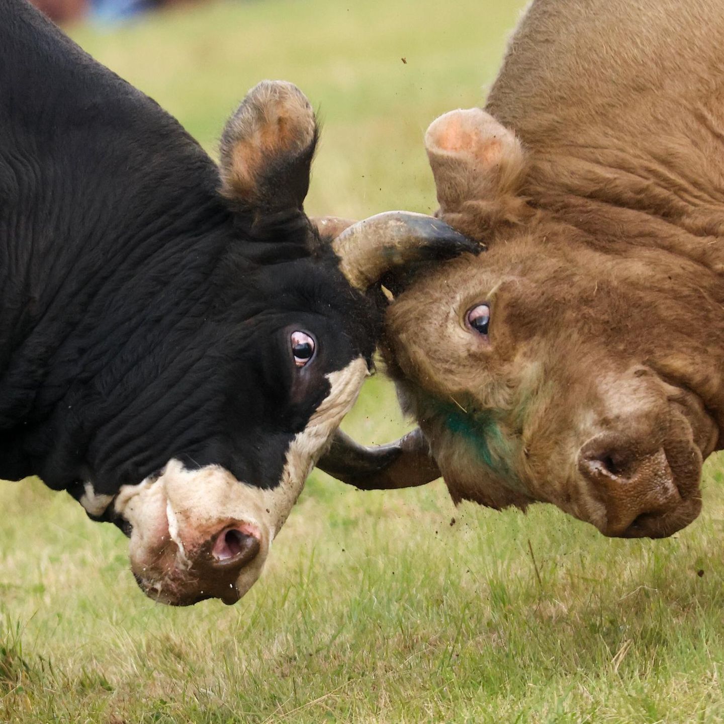 Zwei Stierköpfe im Kampf vereint