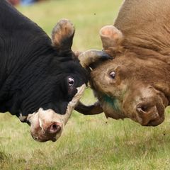 Zwei Stierköpfe im Kampf vereint