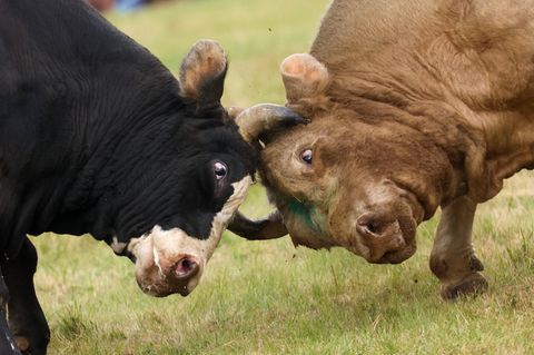 Zwei Stierköpfe im Kampf vereint