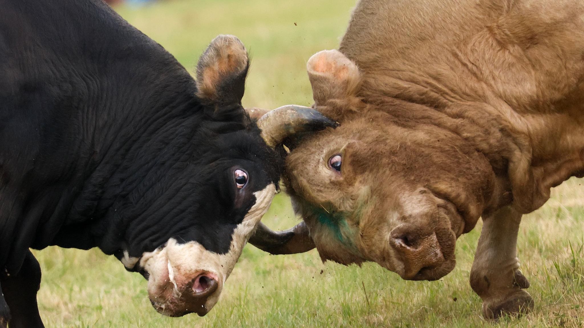 Zwei Stierköpfe im Kampf vereint