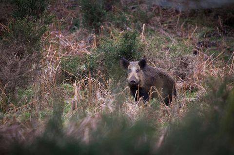 Wildschwein schaut aus dem Unterholz mit aufmerksamen Augen