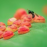 Alles hätte so schön sein können: Ein Dickkopffalter (Erionota thrax) hat seine heranreifenden Nachkommen, gut untergebracht in halbkugelförmigen Eiern, auf ein Bananenblatt geheftet. Aber das rief eine Erzwespe auf den Plan. Der Parasit legt hier gerade seine winzigen Eier in die des Schmetterlings. Mit katastrophalen Folgen. Denn die jungen Wespen werden sich nach dem Schlüpfen von ihren unfreiwilligen Gastgebern ernähren. Das Drama hat Raghuram Annadana aus Indien dokumentiert, und sein Bild erzählt die Geschichte des alltäglichen Kampfes ums Überleben. Die Jury der Society kürte Raghuram Annadana zum Gesamtsieger in der Klasse "18 Jahre und älter". 