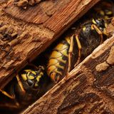 Als der zwölfjährige Benji Cook einen Wald in der Nähe seines Elternhauses erkundete, hob er behutsam einen Streifen loser Rinde von einem umgestürzten Baumstamm an, um sich Muster der Holzwürmer, die sich in die Oberfläche eingegraben hatten, anzusehen. Und entdeckte diese drei schlafenden Schönheiten in einer Spalte des Baumstamms – Gewöhnliche Wespen (Vespula vulgaris), auf deren wie erstarrten Körpern Tautropfen glitzern. Womöglich handelt es sich um zukünftige Königinnen, die regungslos die kalten Wintermonate überdauern, bevor sie im Frühjahr hervorkriechen, um neue Kolonien zu gründen. Ein "besonders lobenswerter" Zufallsfund, in der Kategorie der "unter 18-Jährigen".