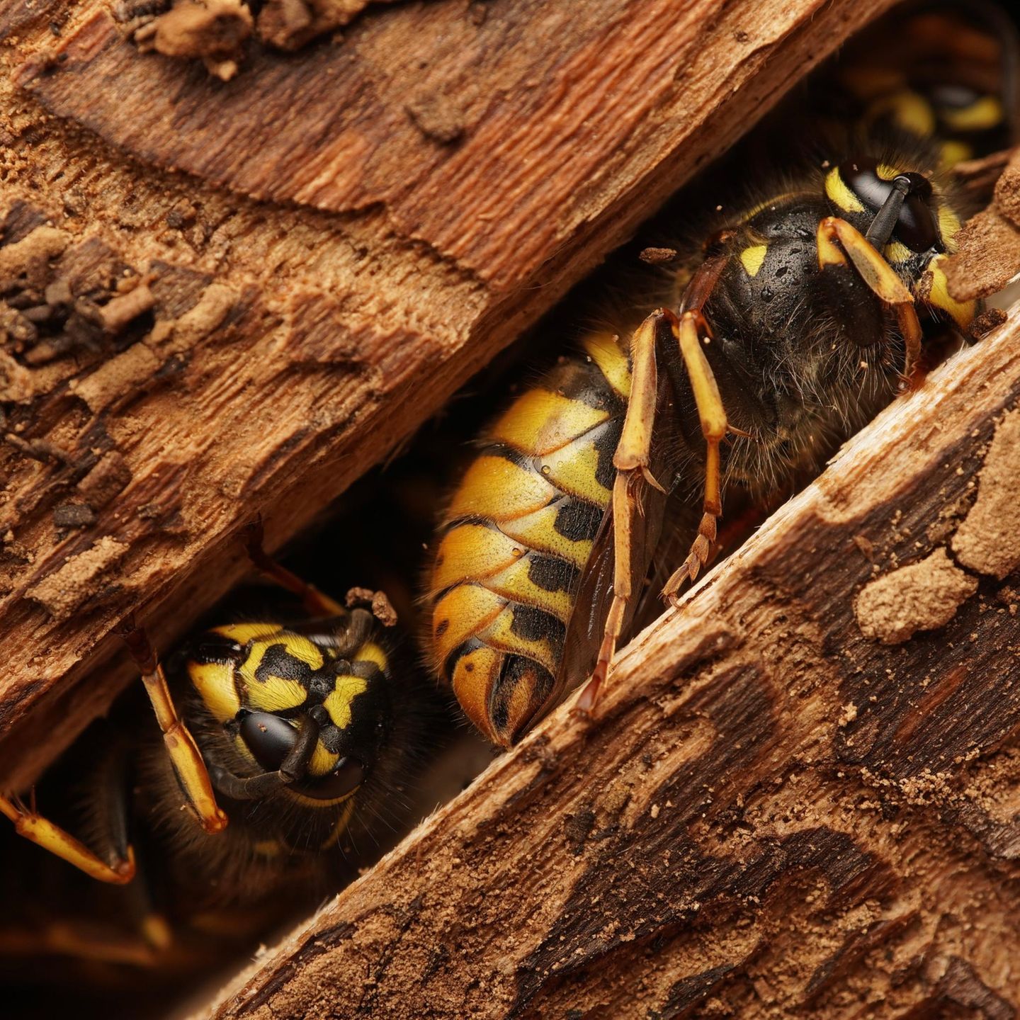 Als der zwölfjährige Benji Cook einen Wald in der Nähe seines Elternhauses erkundete, hob er behutsam einen Streifen loser Rinde von einem umgestürzten Baumstamm an, um sich Muster der Holzwürmer, die sich in die Oberfläche eingegraben hatten, anzusehen. Und entdeckte diese drei schlafenden Schönheiten in einer Spalte des Baumstamms – Gewöhnliche Wespen (Vespula vulgaris), auf deren wie erstarrten Körpern Tautropfen glitzern. Womöglich handelt es sich um zukünftige Königinnen, die regungslos die kalten Wintermonate überdauern, bevor sie im Frühjahr hervorkriechen, um neue Kolonien zu gründen. Ein "besonders lobenswerter" Zufallsfund, in der Kategorie der "unter 18-Jährigen".