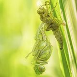 Das Leben im Wasser hat es hinter sich gelassen, jetzt bereitet sich dieses räuberische Insekt auf seinen ersten Flug in der Luft vor: eine Libelle, eine von 6400 Arten weltweit. Eingefangen hat diesen Moment der Fotograf Dumortier Frédéric, als er gerade dabei war, am Lac du Héron nahe Lille im Norden Frankreichs Vögel zu fotografieren. Sobald er realisierte, dass direkt vor seinen Augen die Metamorphose der Libelle vonstatten ging, wechselte er das Objektiv seiner Kamera, stellte scharf, komponierte den Bildausschnitt, drückte ab. Der Lohn: die Wertschätzung der Society-Jury, in Worten ein "besonders lobenswertes" Bild.
