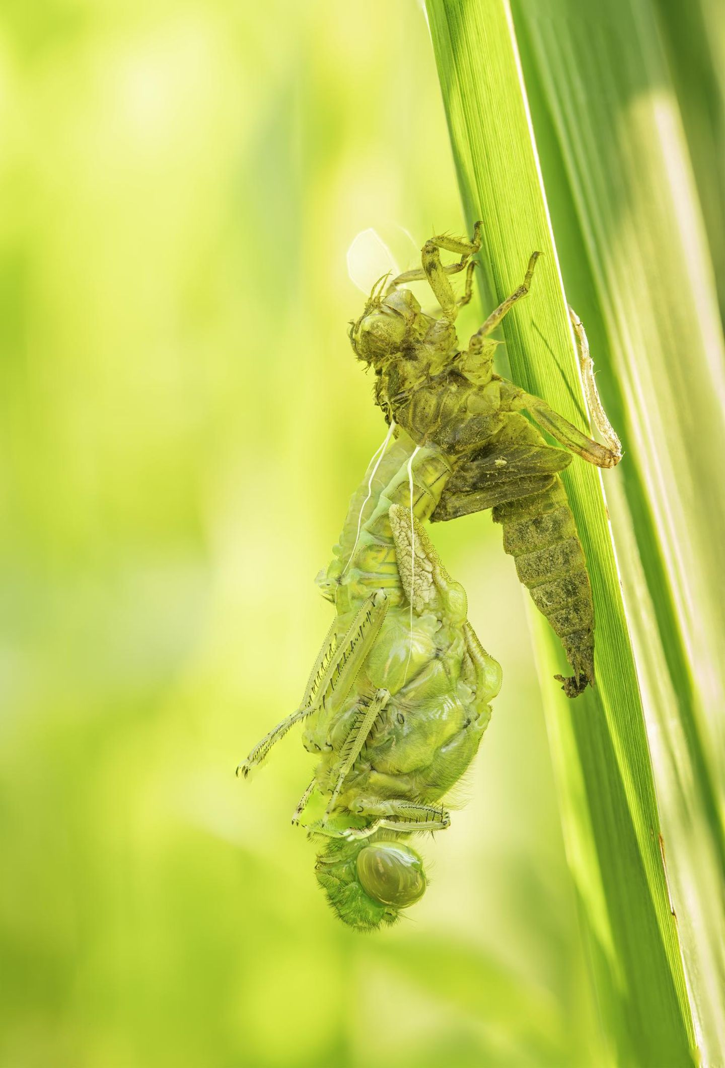 Das Leben im Wasser hat es hinter sich gelassen, jetzt bereitet sich dieses räuberische Insekt auf seinen ersten Flug in der Luft vor: eine Libelle, eine von 6400 Arten weltweit. Eingefangen hat diesen Moment der Fotograf Dumortier Frédéric, als er gerade dabei war, am Lac du Héron nahe Lille im Norden Frankreichs Vögel zu fotografieren. Sobald er realisierte, dass direkt vor seinen Augen die Metamorphose der Libelle vonstatten ging, wechselte er das Objektiv seiner Kamera, stellte scharf, komponierte den Bildausschnitt, drückte ab. Der Lohn: die Wertschätzung der Society-Jury, in Worten ein "besonders lobenswertes" Bild.