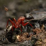 Was für ein Angriff aus der Luft: Eine Phoridenfliege stürzt sich auf eine Zuckerameise. Ziel der Angreiferin: ein Ei in den Kopf der Ameise zu injizieren. Die Larve gräbt sich dann tief in den Kopf ein, um dort zu wachsen. Schließlich schlüpft sie aus ihrer Puppe, was oft zum Tod des Wirts führt. Den Auftakt zu diesem Horrorstreifen fing der Fotograf und Ameisenforscher François Brassard in Australien ein. Lobende Erwähnung, Kategorie Verhalten.
