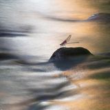 Wie ein abstraktes Ölgemälde wirkt diese Szene, die Bo Lei auf dem Berg Jiuling in der chinesischen Provinz Jiangxi abgelichtet hat. Eine Libelle hat sich auf einem Stein in einem Bach niedergelassen. Sie ist in scharfen Konturen zu sehen, während das fließende Wasser um sie herum so wirkt, als sei es mit dem Pinsel auf eine Leinwand getuscht. Was an der Langzeitaufnahme der Bewegung liegt. Und was der Jury eine lobende Erwähnung in der Kategorie "Umwelt" wert war.