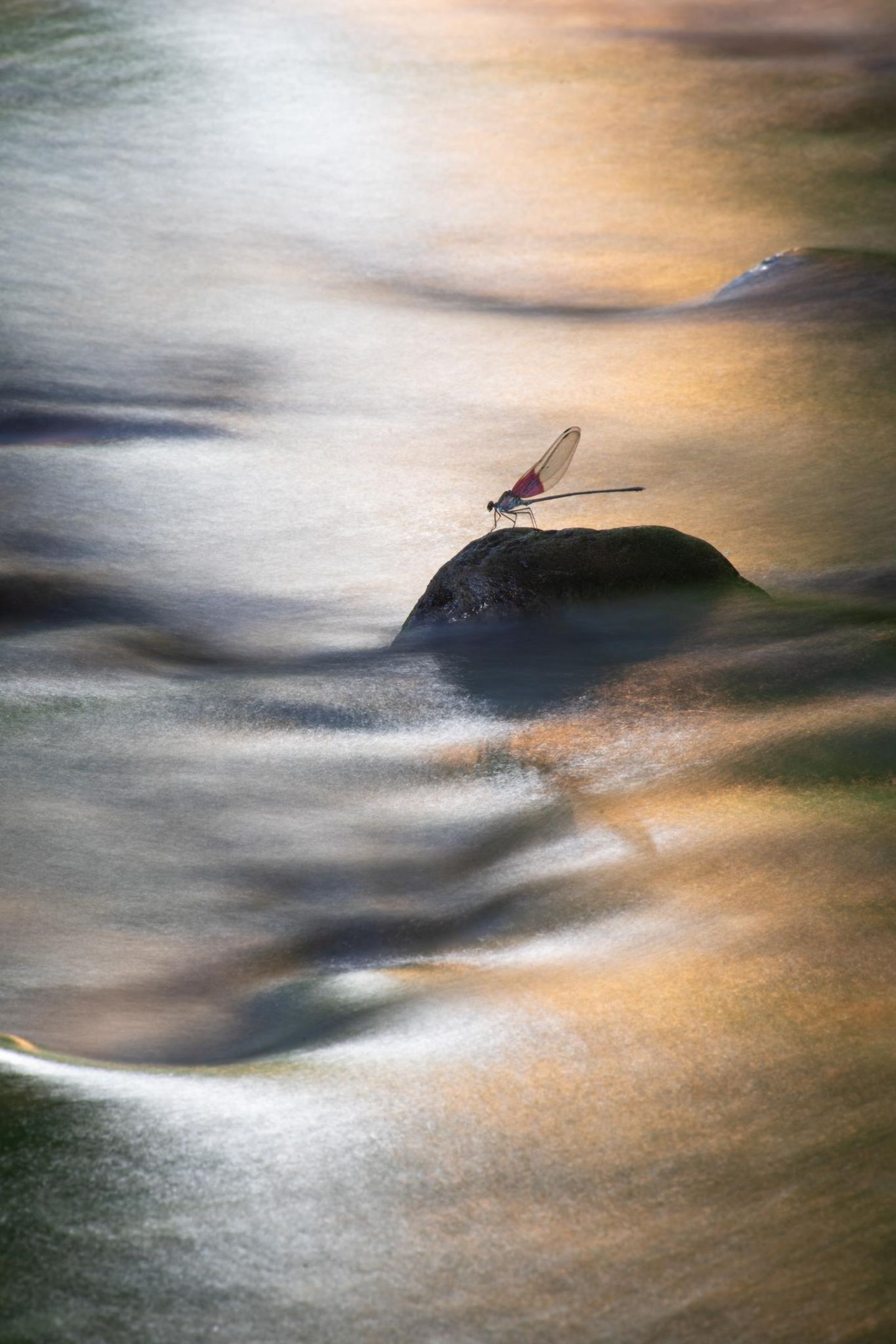 Wie ein abstraktes Ölgemälde wirkt diese Szene, die Bo Lei auf dem Berg Jiuling in der chinesischen Provinz Jiangxi abgelichtet hat. Eine Libelle hat sich auf einem Stein in einem Bach niedergelassen. Sie ist in scharfen Konturen zu sehen, während das fließende Wasser um sie herum so wirkt, als sei es mit dem Pinsel auf eine Leinwand getuscht. Was an der Langzeitaufnahme der Bewegung liegt. Und was der Jury eine lobende Erwähnung in der Kategorie "Umwelt" wert war.
