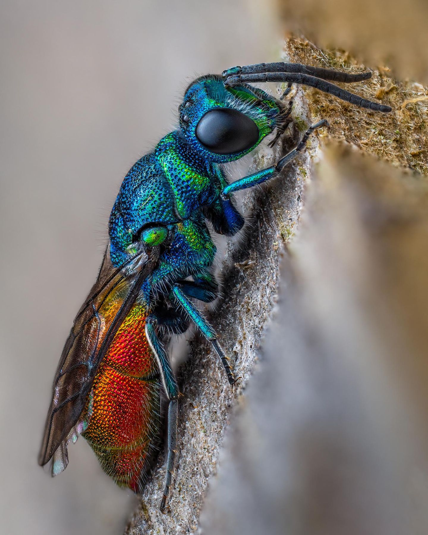 Was für eine Begegnung im eigenen Garten: Lee Frost aus Großbritannien beobachtete diese Rubinrote Wespe (Chrysis ignita) auf der Suche nach einer Chance, Eier im Nest einer einzeln lebenden Biene abzulegen. "Ich entdeckte dieses absolute Juwel, als es sich in der Nähe meiner Insektenhotels aufhielt", berichtete er, "und holte schnell meine Kamera. Ich habe es geschafft, 22 scharfe Bilder von ihr zu schießen, um alle Details dieser wunderschönen Wespe festzuhalten.“ Ob der Parasit mit seiner Eierstrategie Erfolg hatte, blieb der Nachwelt nicht erhalten. Wohl aber die Einstufung als "besonders lobenswert" in der Disziplin Porträts.         