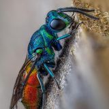 Was für eine Begegnung im eigenen Garten: Lee Frost aus Großbritannien beobachtete diese Rubinrote Wespe (Chrysis ignita) auf der Suche nach einer Chance, Eier im Nest einer einzeln lebenden Biene abzulegen. "Ich entdeckte dieses absolute Juwel, als es sich in der Nähe meiner Insektenhotels aufhielt", berichtete er, "und holte schnell meine Kamera. Ich habe es geschafft, 22 scharfe Bilder von ihr zu schießen, um alle Details dieser wunderschönen Wespe festzuhalten.“ Ob der Parasit mit seiner Eierstrategie Erfolg hatte, blieb der Nachwelt nicht erhalten. Wohl aber die Einstufung als "besonders lobenswert" in der Disziplin Porträts.         