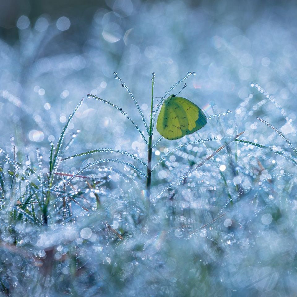 Als Yong Miao diesen Schmetterling aus der Familie der Weißlinge in China ablichtete, war der Tag gerade erst angebrochen, das erste Licht brach sich in den Tautropfen, die aufleuchten wie kleine Glasperlen. In dem Foto wirkt das zarte, durchscheinend grüne Insekt daher fast wie eine surreale Inszenierung in einer Kunstwelt. Beim Fotowettbewerb Royal Entomological Society Photography Competition fand das Bild in der Jury Beifall und wurde in der Kategorie "Umwelt" als "besonders lobenswert" prämiert.