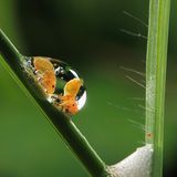 Jianguo Mao entdeckte in China diese zwei winzigen Wesen auf einem Grashalm, magischerweise wie in einer Blase gefangen, die wie ein großer Wassertropfen oder gar wie eine Glasperle aussieht. Und erkannte: Es handelte sich um Zikaden. Deren Nymphen scheiden über ihre Bauchdrüsen Schleim aus und vermischen ihn mit Luft, um daraus Schaum zu bilden. Mit dem umhüllen sich die Tierchen, beugen so Austrocknung vor und ziehen einen Schutzwall vor ihren natürlichen Feinden hoch. In diesem Fall waren es gleich zwei, und zu zweit ist man weniger allein. Das Bild von der Schaumparty im Duett honorierte das Gremium mit einem Lob in der Kategorie Umwelt. 
