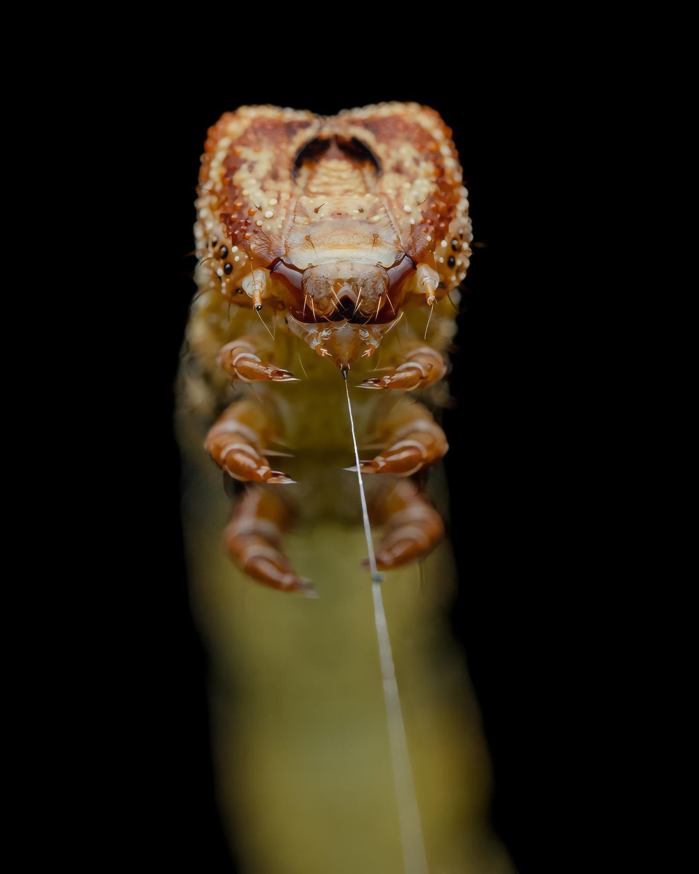 "Diese Raupe war gerade dabei, einen Faden zu spinnen, und nachdem ich einige Makroaufnahmen von der Seite gemacht hatte, wechselte ich meine Position und schoss Bilder von vorn, die den Ursprung ihres dünnen Seidenfadens zeigten. Außerdem sehen die Vorderbeine aus der Perspektive fast wie Krallen aus", gab Fotograf Hardeep Solanki, Indien, zu Protokoll, gefragt nach der Entstehungsgeschichte des Motivs. Darüber hinaus wirkt es so, als seile sich das Krallentier mithilfe des körpereigenen Fadens in die Schwärze einer tiefen Schlucht ab. Lobende Erwähnung, Kategorie Verhalten.       Aufnahmeort: Indien