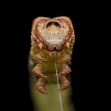 "Diese Raupe war gerade dabei, einen Faden zu spinnen, und nachdem ich einige Makroaufnahmen von der Seite gemacht hatte, wechselte ich meine Position und schoss Bilder von vorn, die den Ursprung ihres dünnen Seidenfadens zeigten. Außerdem sehen die Vorderbeine aus der Perspektive fast wie Krallen aus", gab Fotograf Hardeep Solanki, Indien, zu Protokoll, gefragt nach der Entstehungsgeschichte des Motivs. Darüber hinaus wirkt es so, als seile sich das Krallentier mithilfe des körpereigenen Fadens in die Schwärze einer tiefen Schlucht ab. Lobende Erwähnung, Kategorie Verhalten.       Aufnahmeort: Indien