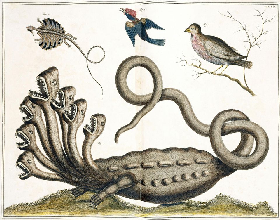 Zeichnung der Siebenköpfigen Hamburger Hydra